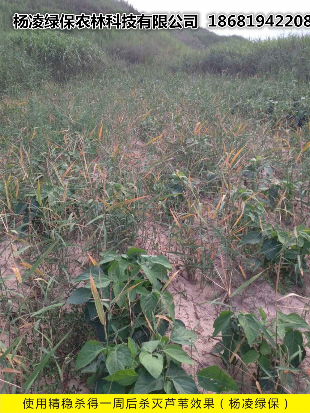 精穩(wěn)殺得除草劑使用效果